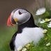 Shetland Wildlife (@shetlandwild) Twitter profile photo Shetland Wildlife (@shetlandwild) Twitter profile photo