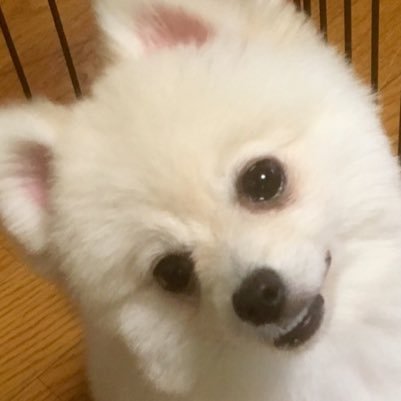 momochimomoko Profile Picture