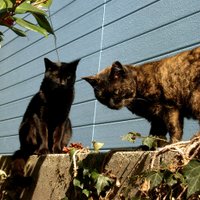エス (@freetibet2008) 's Twitter Profile