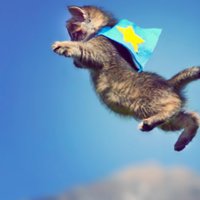 felinecannonball (@feline_cannon) 's Twitter Profile