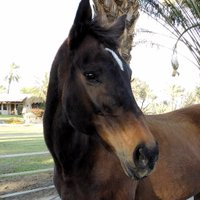 Glorious Alliance (@gloriousallianc) 's Twitter Profile