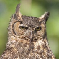 Dave (@dajosti) 's Twitter Profile