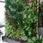 livingplantwall's profile image
