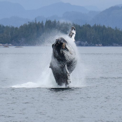 We are British Columbia's 1st whale watching company, established in 1980. Located in one of the best areas in the world to view marine mammals.