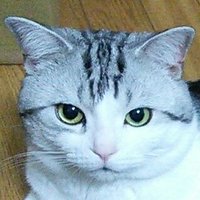 tomomatsu (@miena2010) 's Twitter Profile