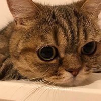 Luna_the_Cat(@Luna_the_Cat16) 's Twitter Profile Photo