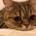 Luna_the_Cat (@luna_the_cat16) Twitter profile photo Luna_the_Cat (@luna_the_cat16) Twitter profile photo