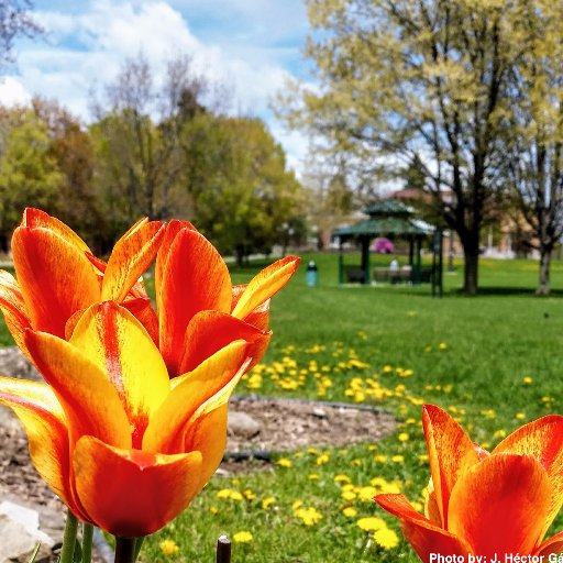 Department of Plant Science McGill University | Département de sciences végétales, Université McGill
@mcgillu @McGillMacCampus