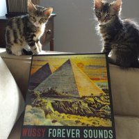 Cincyvinylcats(@jsmallseattle) 's Twitter Profile Photo