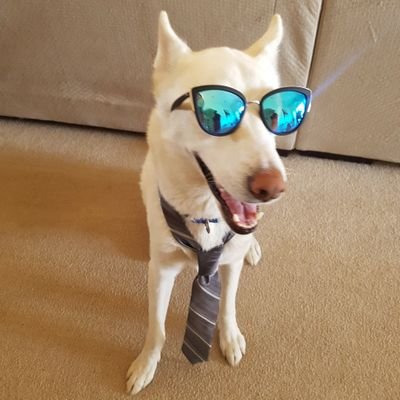 Apollo__Ares's profile picture. I love doritos, tacos, beer and Raptors!