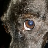 Nubby Knight (@knightwolfshy) 's Twitter Profile
