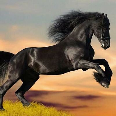 MapotlaMotshoe1's profile picture. Sport Entertainment Government News Football