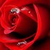 Tabassum khurshid (@tabassumkhurshi) Twitter profile photo