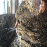 usAsu(@usasu_cat) 's Twitter Profile Photo