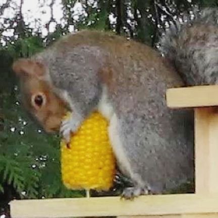 Krinezmi's profile picture. 日々のデジタル和歌·古典籍の読みを通じ、やまと心の相伝を目指します / 現代国学の主意は、国土と伝統文化の保守、他文化強制と移民ファーストの拒否 / #くずし字 #古典 #手習い / M🇯🇵GA /Member of CPJ / 埼玉出身・太平洋の向い側現住 / 勿忘六四天安門