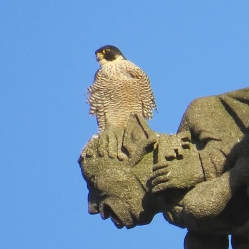 York Minster's resident pair of Peregrine Falcons and news of other Peregrines beyond the city walls. Tweets by Doug. yp@yorkperegrines.info