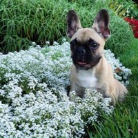 Toby the Frenchie(@tobychews) 's Twitter Profile Photo