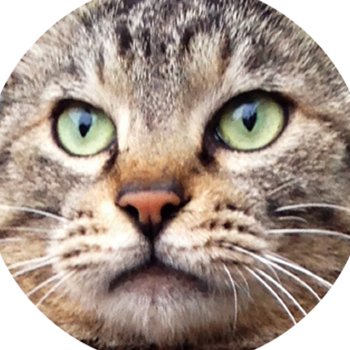 kyonoSatoru's profile picture. (株)ぷれす運営 猫プロジェクトの公式twitter ■『明日はキャット幸せになれる』(神宮館) 写真・文 武田晶 128ページ オールカラー https://t.co/933T3xD0dQ