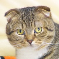 れいちぇる (@reichi53) Twitter profile photo