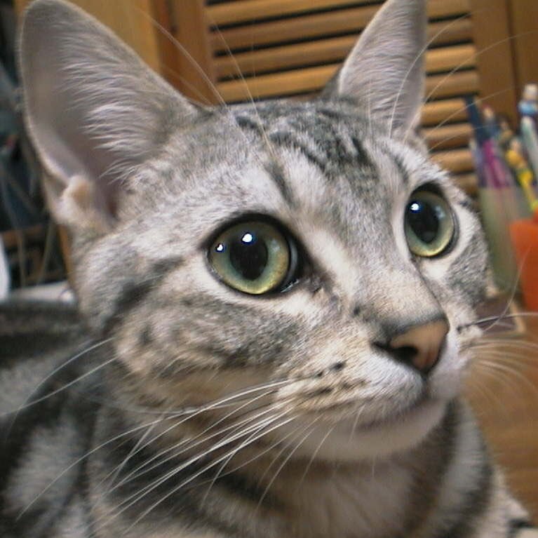 kumitabi's profile picture. ストーンズには細胞レベルで反応します！他にもレッチリ、Vulfpeck、ビリー・アイリッシュ、グリーン・デイ、P-FUNK、スライ、シンディちゃん、ラモーンズ等々♪映画だったら鈴木清順、キューブリック等々♪こんなのも☺️→【大好きセントルイス https://t.co/NgC4S4pq7O 】