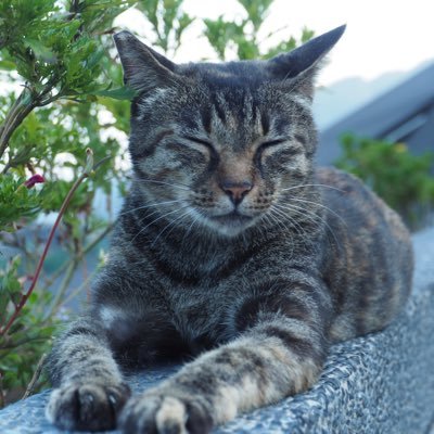 チェキ