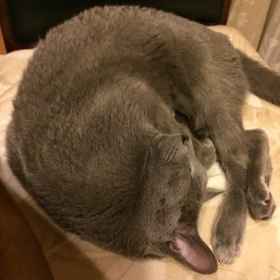chaka_tekin's profile picture. ねこだいすき