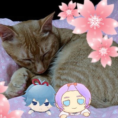 🌙ヤマネコ🐑🐈🌕️🐱さんのプロフィール画像