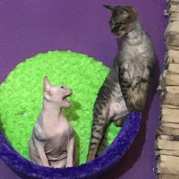 Simply Sphynx(@SimplySphynx) 's Twitter Profile Photo