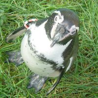白球ペンギン (@languedechat337) 's Twitter Profile Photo 白球ペンギン (@languedechat337) 's Twitter Profile Photo