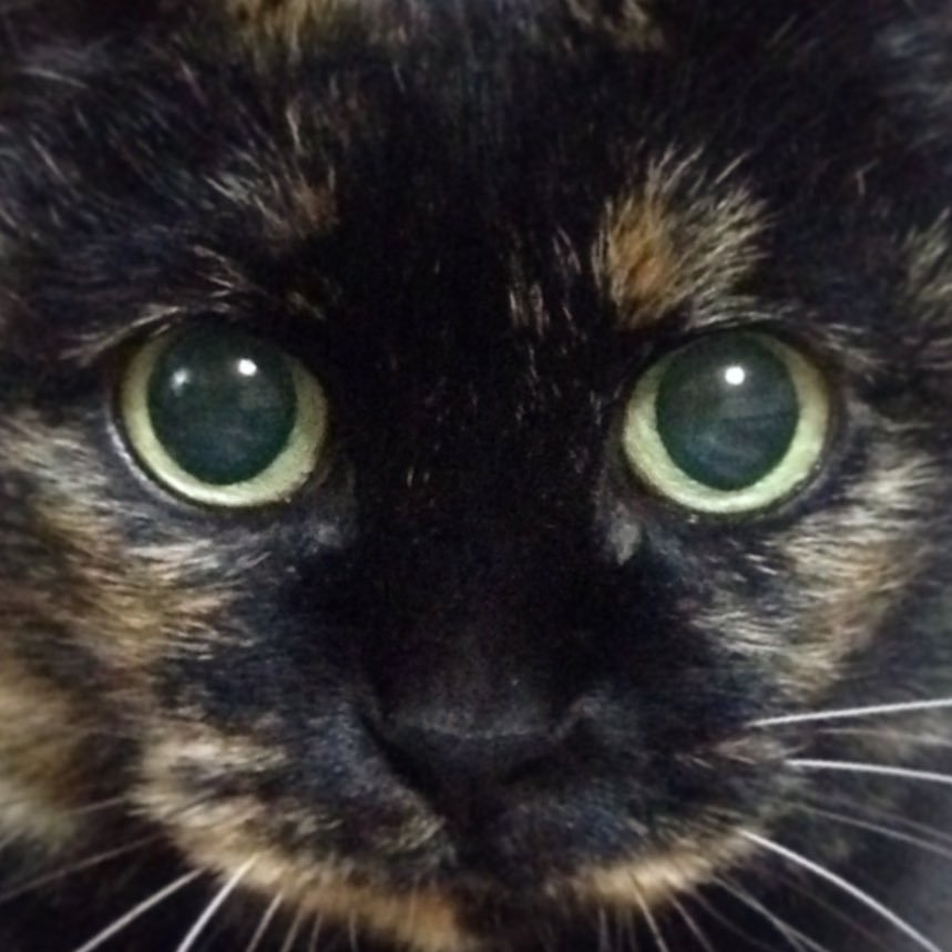 nick29q's profile picture. 猫と袋菓子をこよなく愛する九州女。 たまにつぶやきます。NO MUSIC, NO LIFE.絶讃リハビリ中