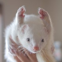 カメ (@kamekitty) 's Twitter Profile