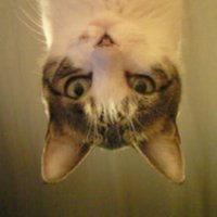 オー山ヒデオ♨️ / 大山秀雄 (@inuyamayuge) 's Twitter Profile Photo