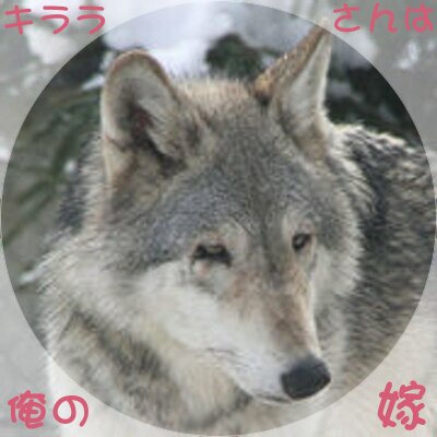 kagetora_edomae Profile Picture