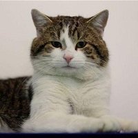 Larry the Cat(@Number10cat) 's Twitter Profile Photo