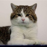 Larry the Cat (@number10cat) 's Twitter Profile Photo Larry the Cat (@number10cat) 's Twitter Profile Photo