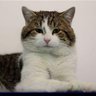 Number10cat's profile picture. Chief Mouser to the Cabinet Office. 18 year old tabby. Living with my sixth Prime Minister. Unofficial. I am the media, miaow.