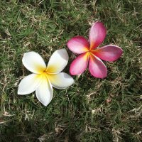 ⌘ となりのnora ⌘ (@noranek27407306) 's Twitter Profile Photo