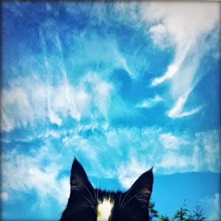 JamieWhiteReed's profile picture. Animation/video/cheese
