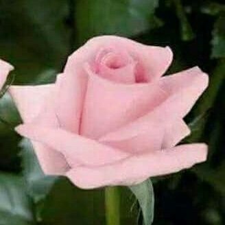 Hifafra123's profile picture. 