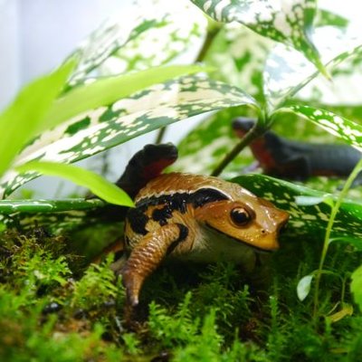 げんさん アクア 葛西臨海水族園に行って来ました ヤッパリいいですね でもひとつ残念だったことは リーフィーシードラゴン がいなくなってたことですね 飼育が難しい種類ですからしょうがないですが そのかわりウィーディーシードラゴンがいました