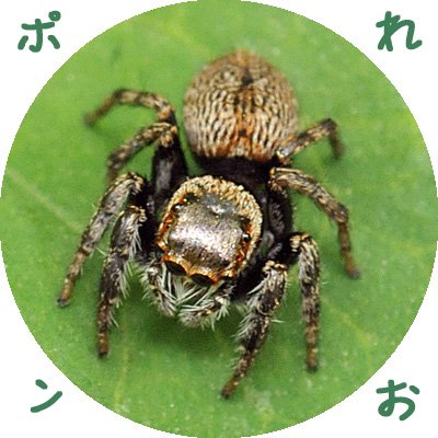 れおぽん WO3J3yD9_200x200.jpg