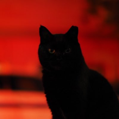 夜な夜な徘徊して猫の写真を撮っています。 這いつくばってるのを見かけても踏んづけないで下さい。 Instagramもやってます。 https://t.co/Rm6HEBKWzw