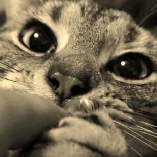 takezo_jp's profile picture. 得意技は大人買いです。