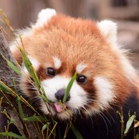 れおなーど【おリンゴは持たない派🍎】 (@leonard_iris) 's Twitter Profile Photo れおなーど【おリンゴは持たない派🍎】 (@leonard_iris) 's Twitter Profile Photo