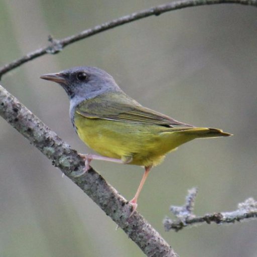 SWIFT Birding Software is the world's most widely used Windows birding software for keeping track of your birds, photos, notes and more! Download it for free at