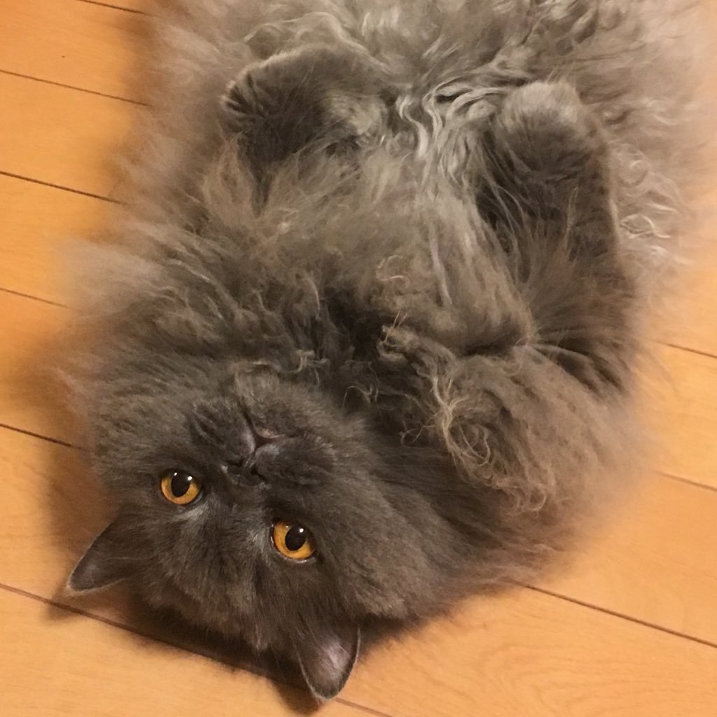mokoさんのプロフィール画像