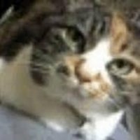 猫玉(猫玉園) (@catballer) 's Twitter Profile