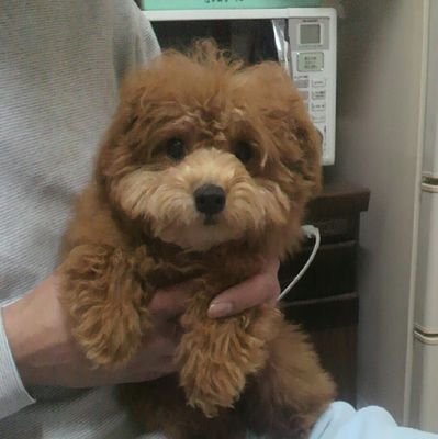 YoYukio's profile picture. 