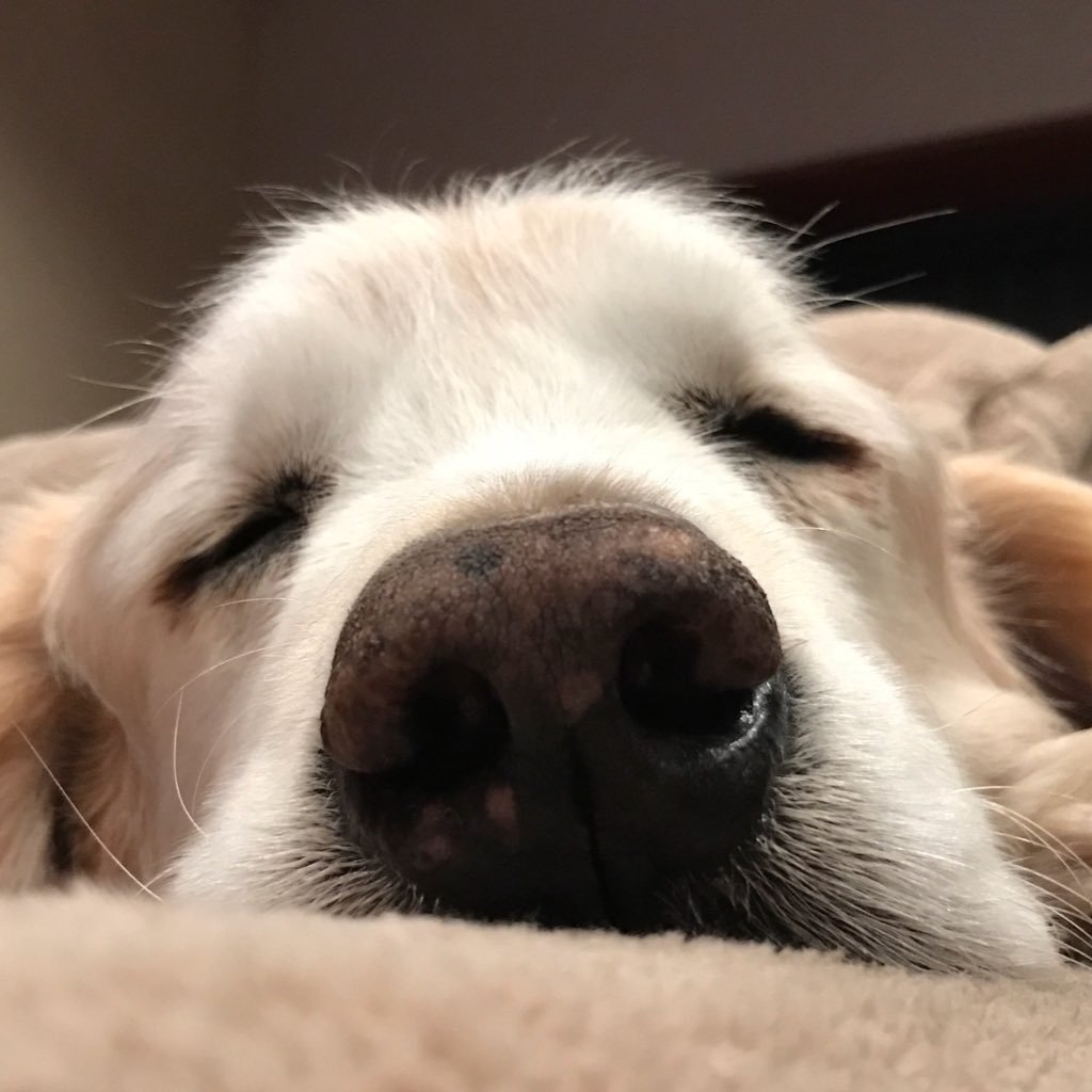 ゆる〜くやってますんで…犬猫、他動物大好き。優しい優しいゴールデン犬🐶が旅立ち憔悴していたら、気の強〜い性格真逆なやんちゃ猫😼が我が家にやってきたw賑やかな日々^_^