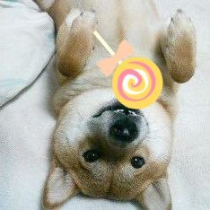 あかしばさんのプロフィール画像